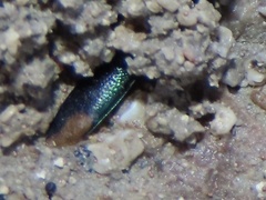 Tetracha sobrina