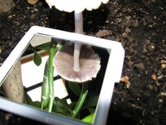 Psathyrella