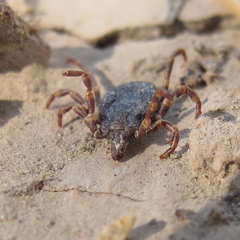 Hyalomma lusitanicum