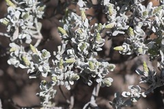 Cratystylis conocephala