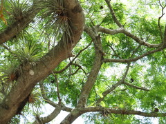 Accipiter striatus chionogaster