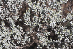 Cratystylis conocephala
