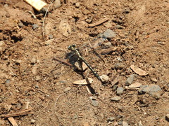 Phanogomphus kurilis