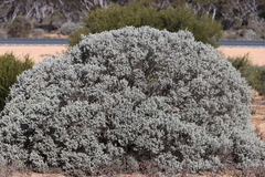 Cratystylis conocephala