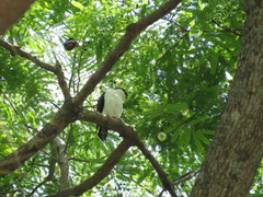 Accipiter striatus chionogaster