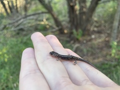 Plethodon albagula