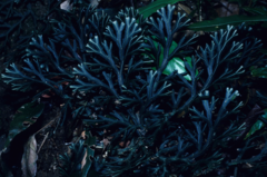 Selaginella intermedia