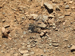 Phanogomphus kurilis