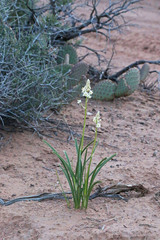 Toxicoscordion venenosum venenosum