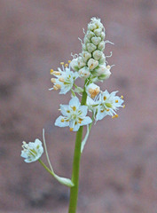 Toxicoscordion venenosum venenosum