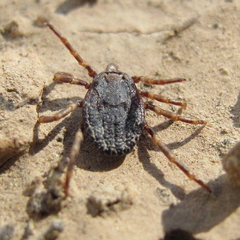 Hyalomma lusitanicum