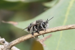Anthophora alluaudi