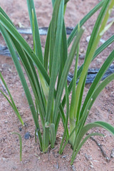 Toxicoscordion venenosum venenosum