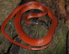 Oxyrhopus melanogenys