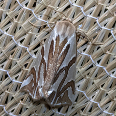Thalaina inscripta