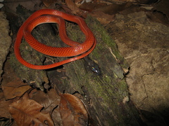 Oxyrhopus melanogenys