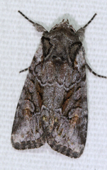 Lacinipolia teligera