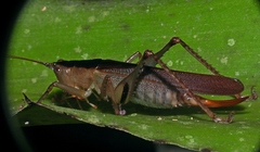 Eschatoceras dorsatus