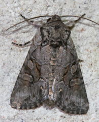 Lacinipolia teligera