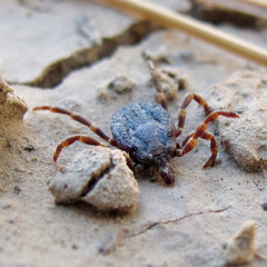 Hyalomma lusitanicum