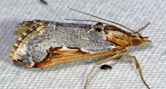 Loxostege albiceralis
