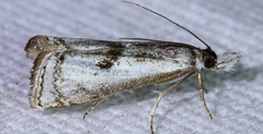Microcrambus croesus