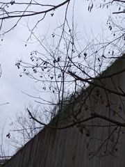 Alnus glutinosa barbata