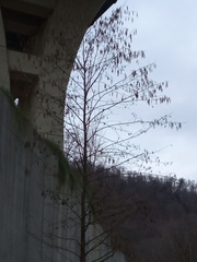 Alnus glutinosa barbata