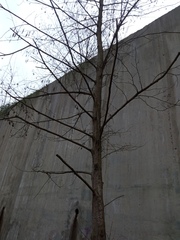 Alnus glutinosa barbata