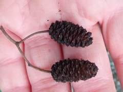 Alnus glutinosa barbata