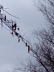 Alnus glutinosa barbata