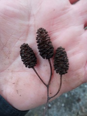 Alnus glutinosa barbata