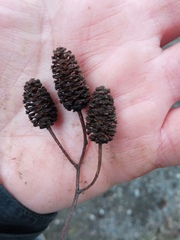 Alnus glutinosa barbata