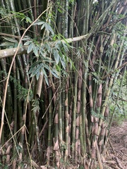 Bambusa dolichoclada
