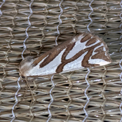 Thalaina inscripta