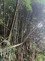 Bambusa dolichoclada