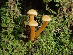 Hodophilus paupertinus