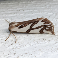 Thalaina inscripta
