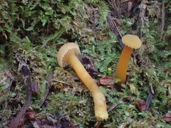 Hodophilus paupertinus