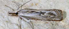 Parapediasia hulstellus