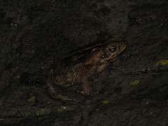 Rhinella diptycha