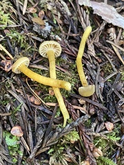 Hodophilus paupertinus