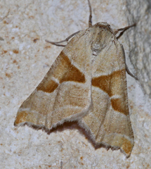 Plataea blanchardaria