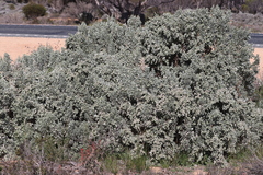 Atriplex vesicaria