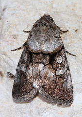 Properigea continens