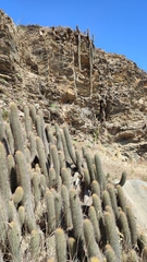 Trichocereus chiloensis litoralis