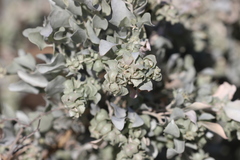 Atriplex vesicaria