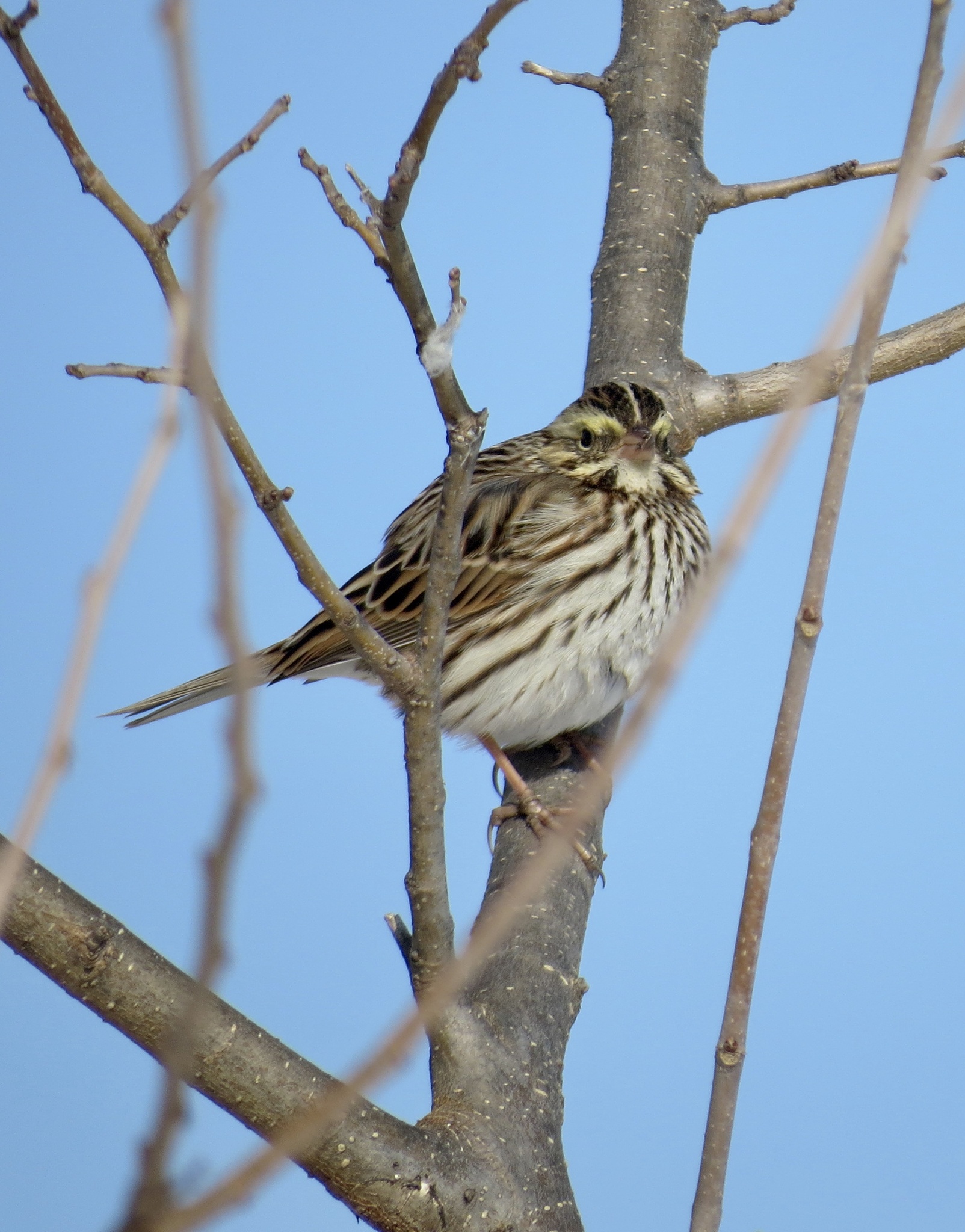 Savannah Sparrow illustration