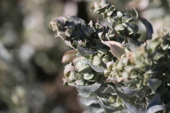 Atriplex vesicaria