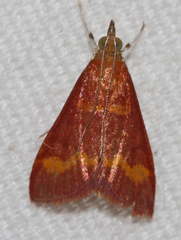 Pyrausta pseuderosnealis